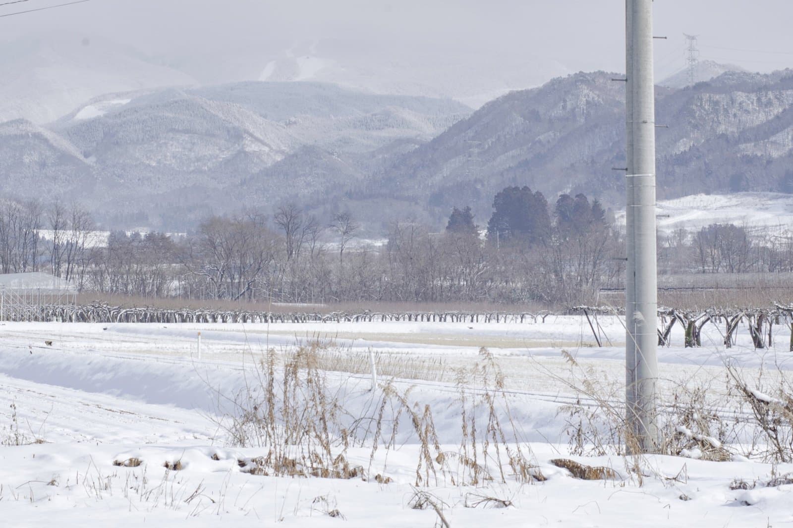 雪原と蔵王連峰のパノラマ