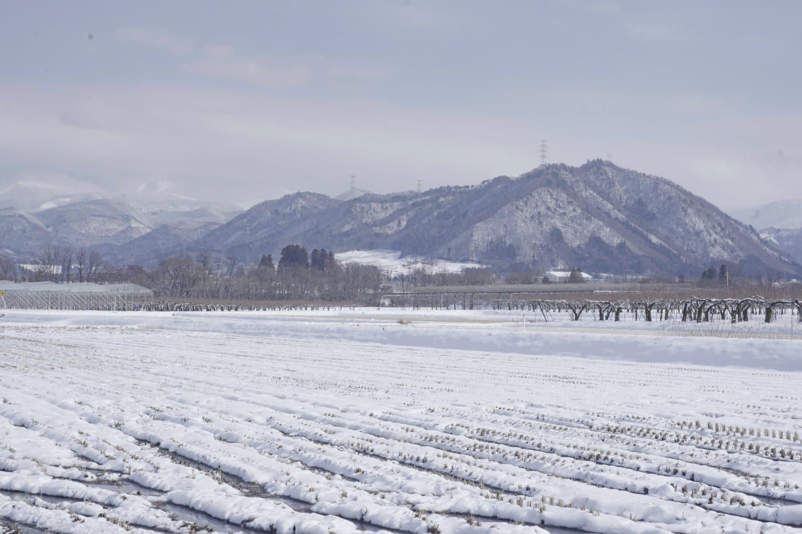冬の田園風景と蔵王連峰